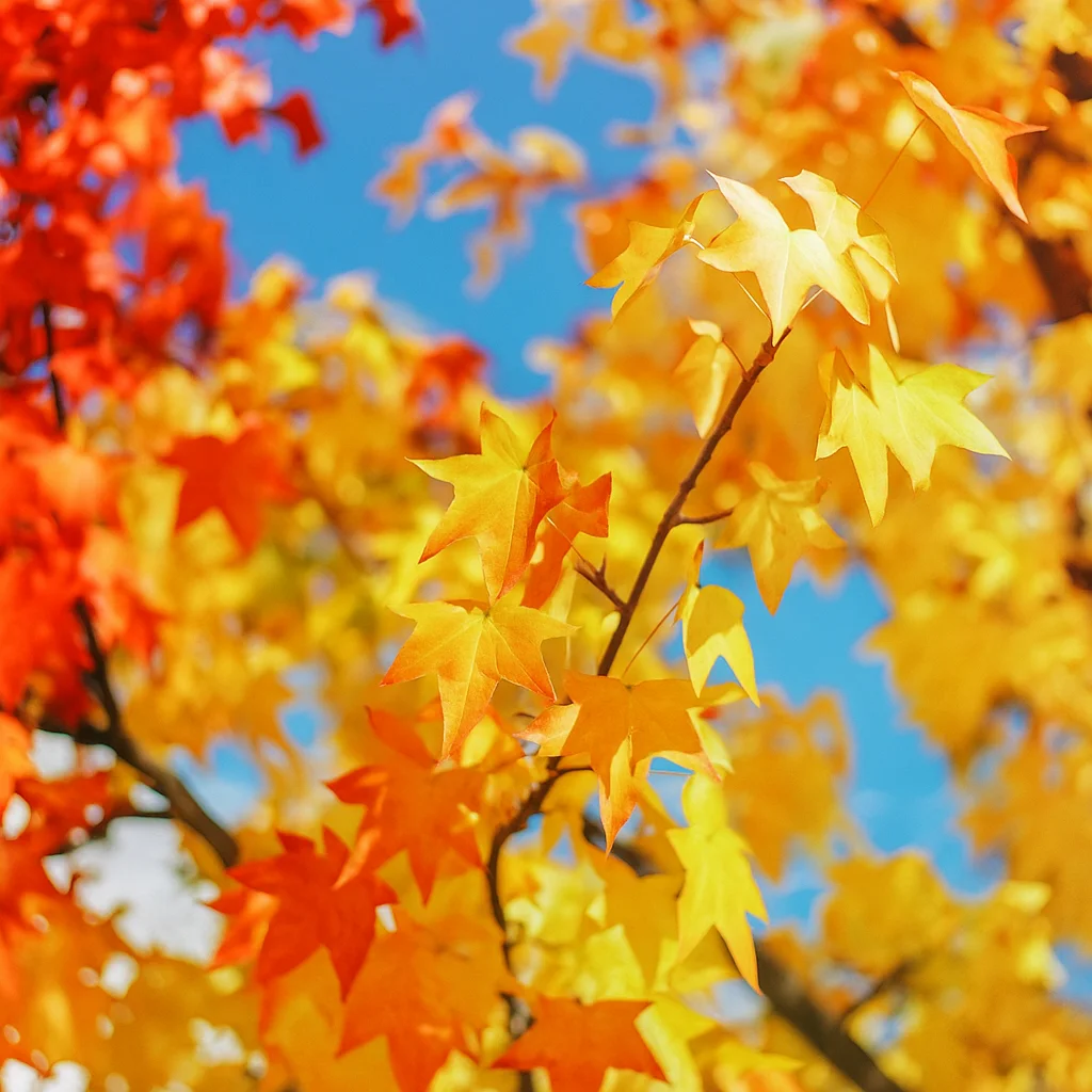 Herbstbaumzweige mit roten, orangen und gelben Blättern