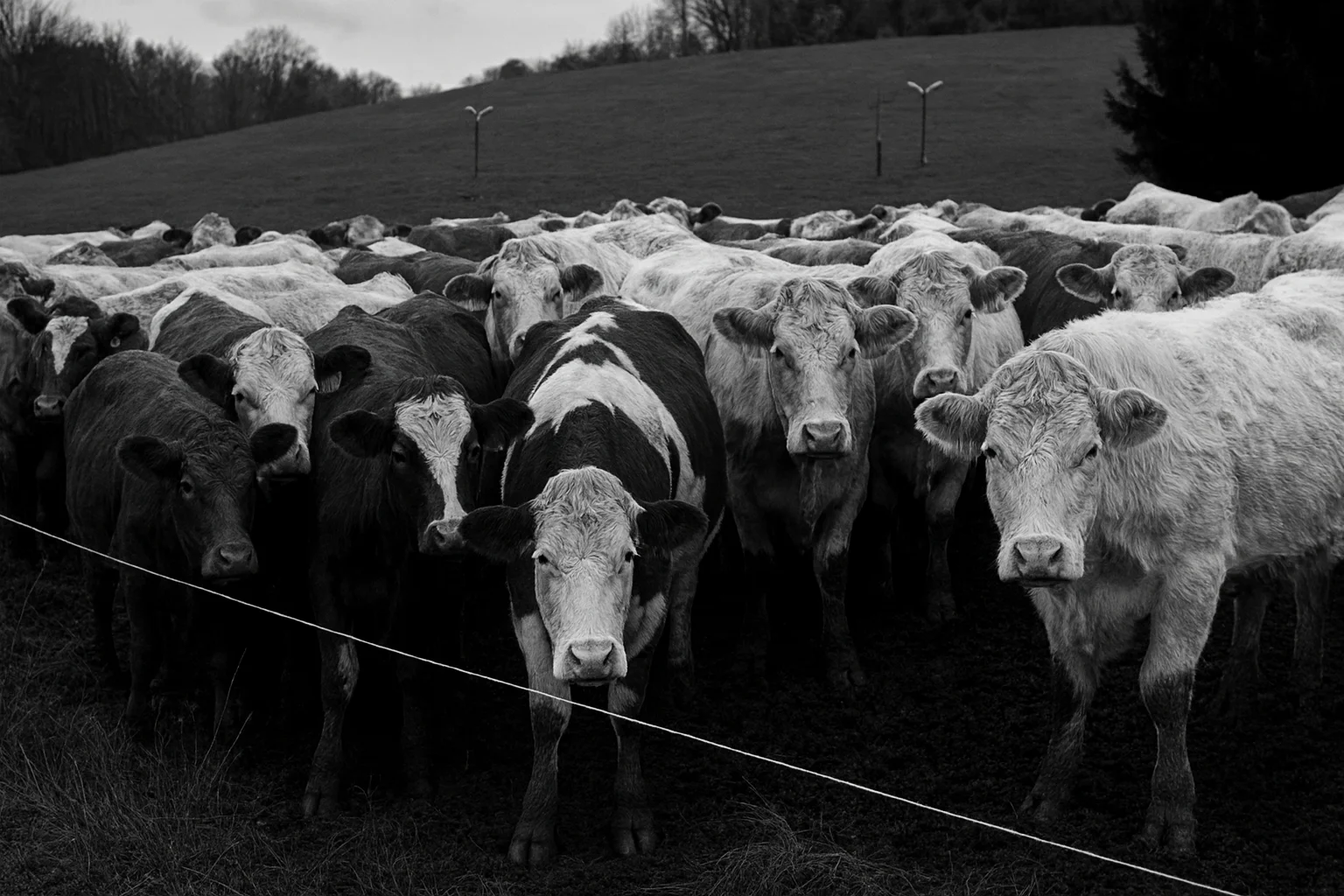 Troupeau de bovins dans un paysage rural en noir et blanc.