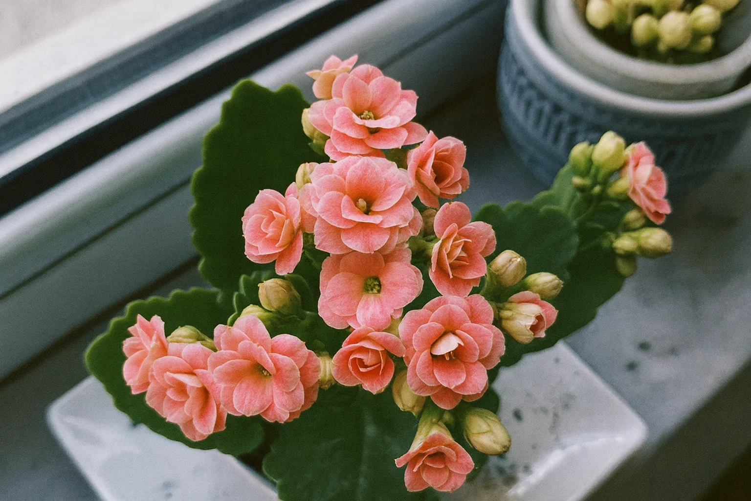 Primo piano di fiori rosa di Kalanchoe sul davanzale.