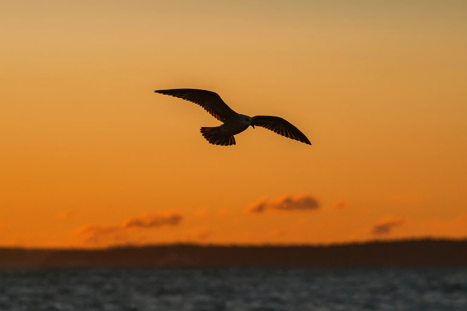Möwe fliegt über dem Meer im Sonnenuntergang