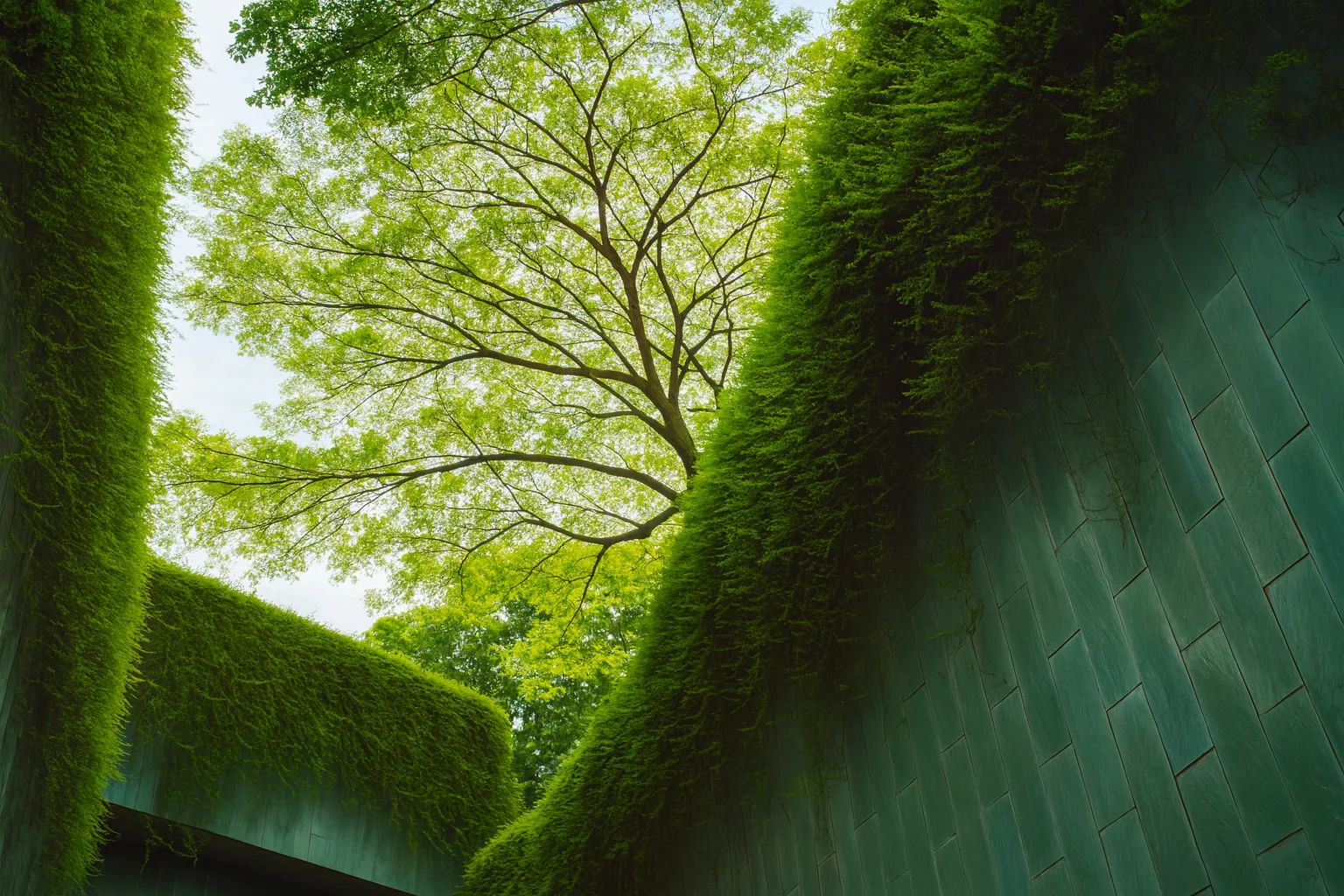 Pasaje estrecho cubierto de vegetación con ramas de árbol arriba