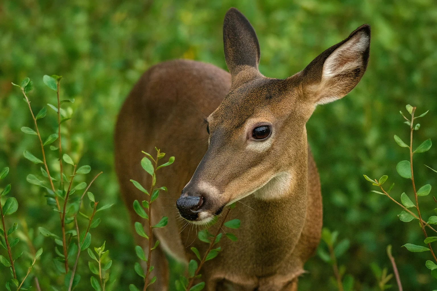 Photo horizontale d’un jeune cerf dans la végétation.