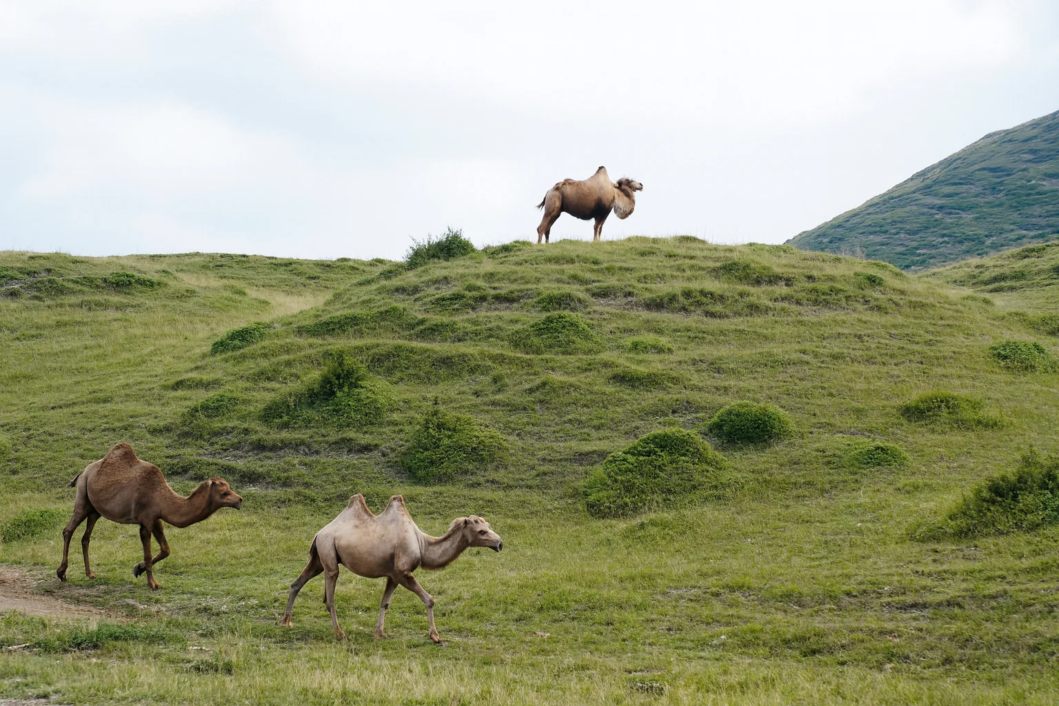 yeşil tepelerde yürüyen develerin doğa manzarası